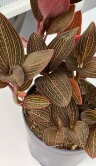 Орхидея Лудизия гибридная ⌀12 30 см 