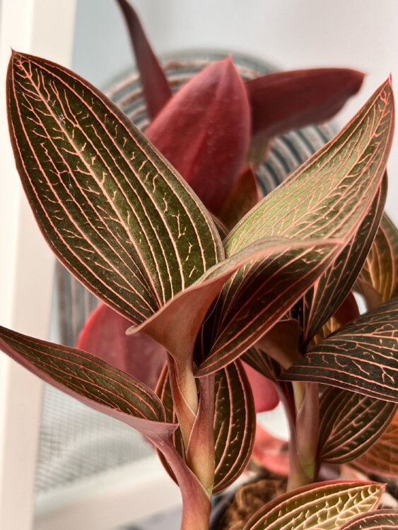 Орхидея Лудизия гибридная ⌀12 30 см  Орхидея Лудизия гибридная ⌀12 30 см