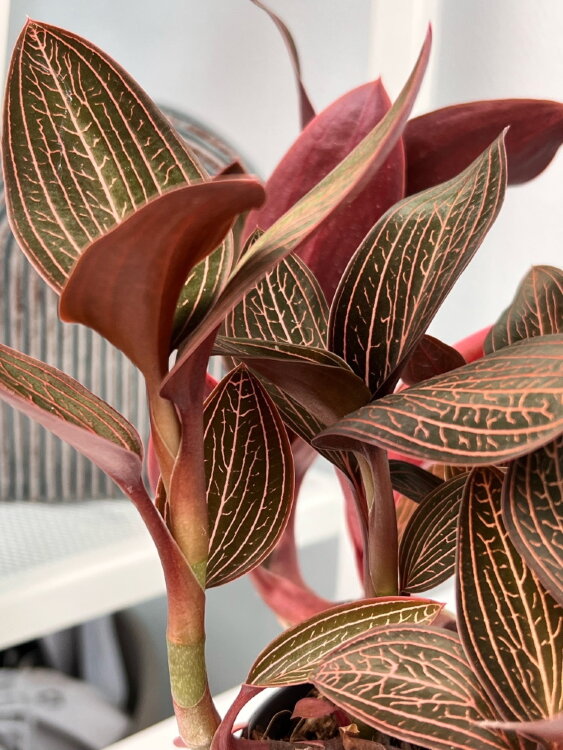 Орхидея Лудизия гибридная ⌀12 30 см  Орхидея Лудизия гибридная ⌀12 30 см