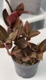 Орхидея Лудизия гибридная ⌀12 30 см 