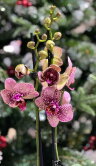 Орхидея Фаленопсис Тоулон ⌀12 60 см 