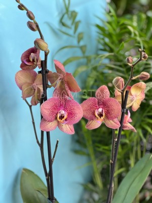 Стоковые фотографии по запросу Орхидея фаленопсис желтый
