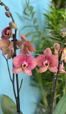 Орхидея Фаленопсис Тоулон ⌀12 60 см 