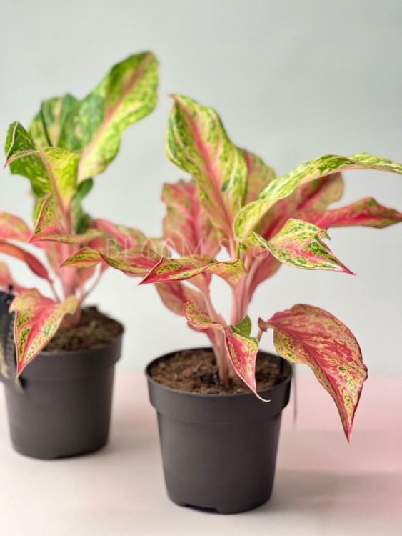 Аглаонема Таити Ред ⌀12 30 см 