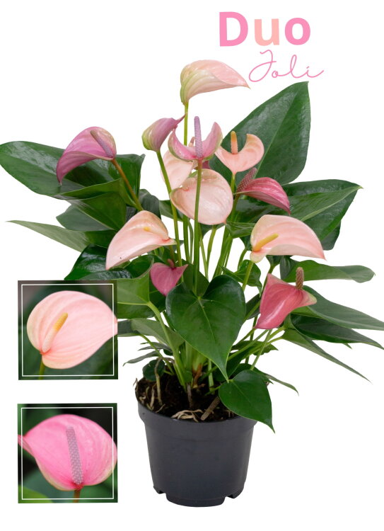 Антуриум Дуо Джоли ⌀17 55 см 