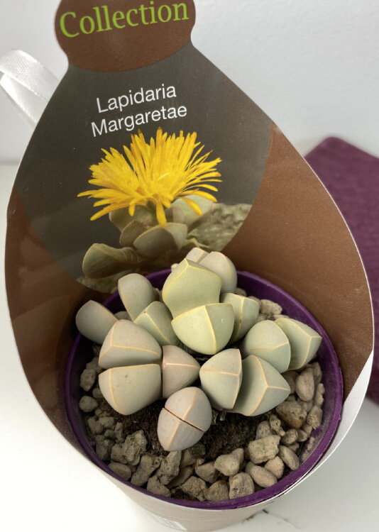 Лапидария Маргарет ⌀7 