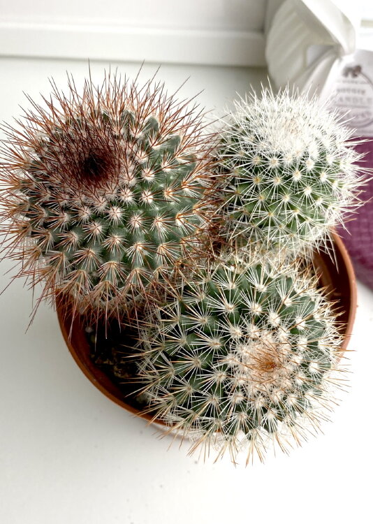 Маммиллярия Спиносиссима трио ⌀10 