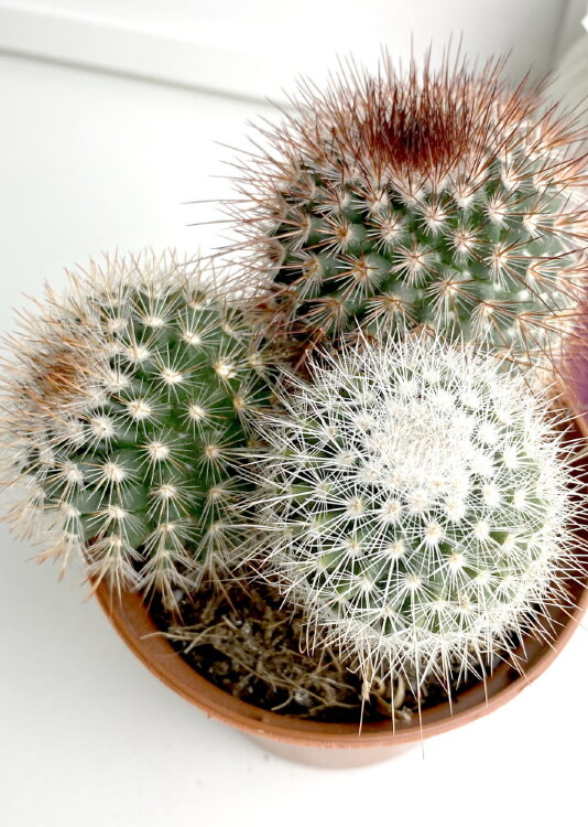 Маммиллярия Спиносиссима трио ⌀10 