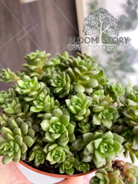 Граптоседум Литтл Джимми ⌀8 