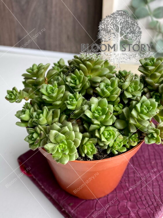 Граптоседум Литтл Джимми ⌀8 