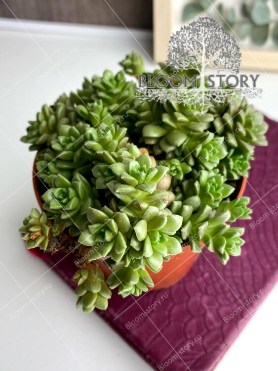 Граптоседум Литтл Джимми ⌀8 