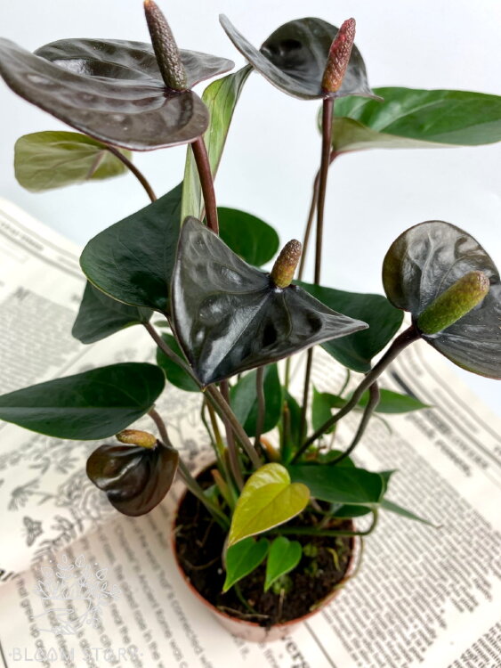 Антуриум чёрный Блэк Лав ⌀9 30 см 