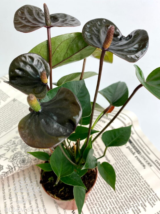 Антуриум чёрный Блэк Лав ⌀9 30 см 