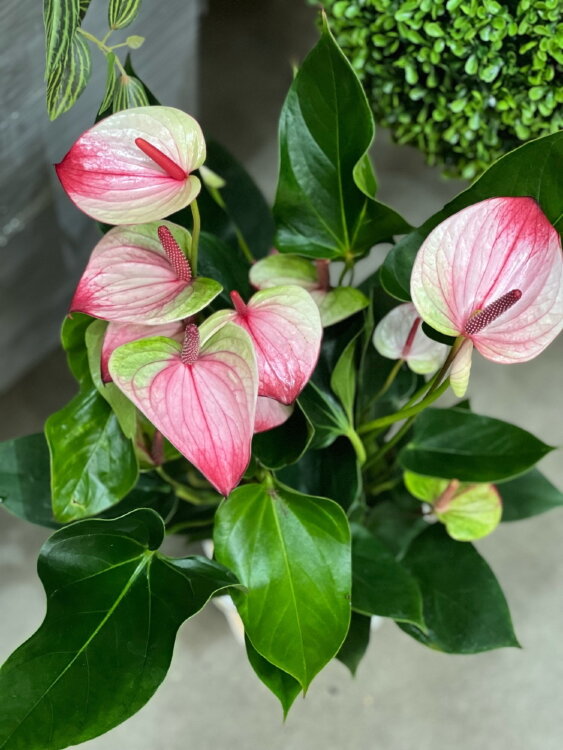 Антуриум Мистик ⌀17 55 см 