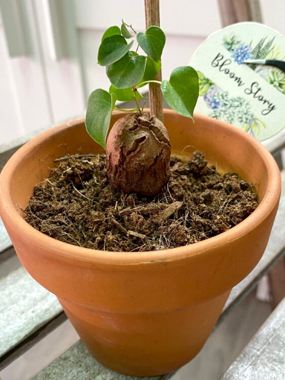 Диоскорея Элефантипес ⌀10