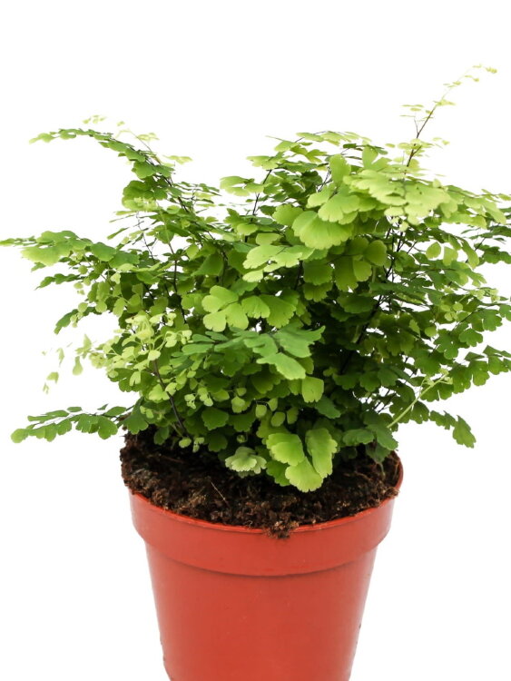 Адиантум Фриц Лучи ⌀12 30 см  Адиантум Фриц Лучи ⌀12 30 см