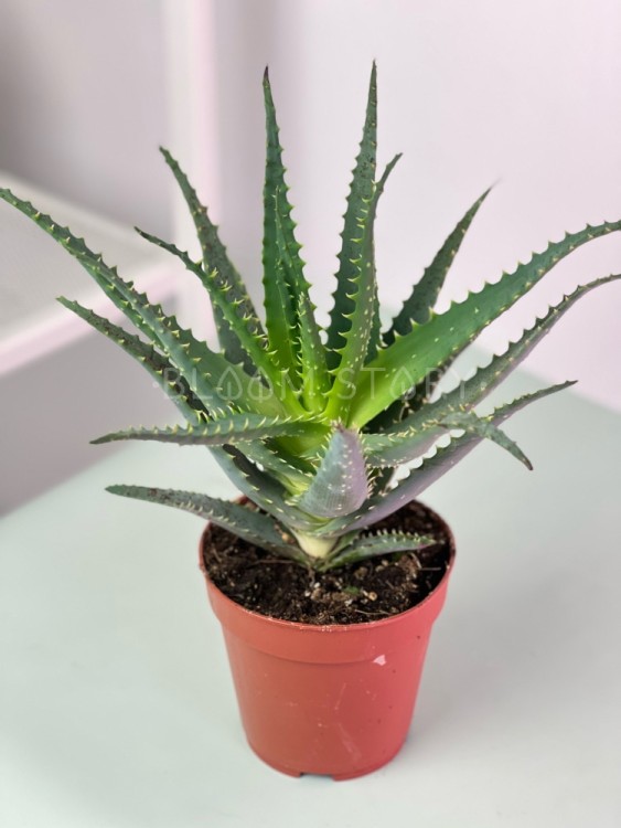 Алоэ Древовидное Столетник ⌀12 30 см  Алоэ Древовидное Столетник ⌀12 30 см