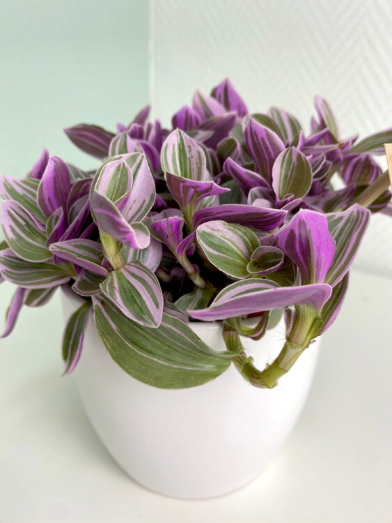 Традесканция Нанук ⌀12 20 см 