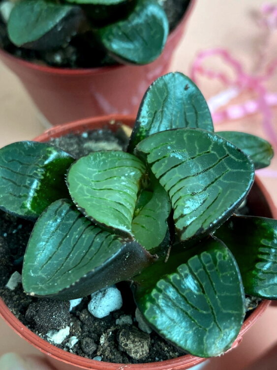 Хавортия Комптониана 