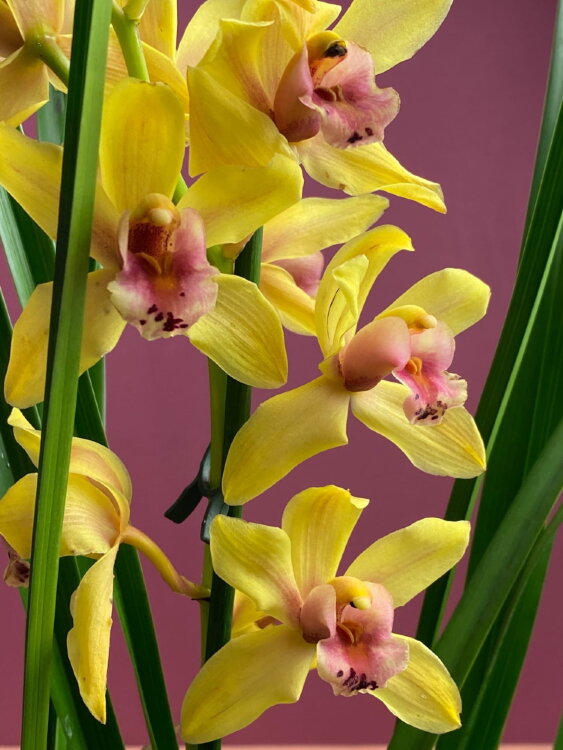 Орхидея Цимбидиум жёлтый 2-3 ст  Орхидея Цимбидиум жёлтый 2-3 ст