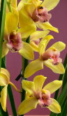 Орхидея Цимбидиум жёлтый 2-3 ст 