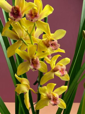 Орхидея Цимбидиум жёлтый 2-3 ст