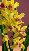 Орхидея Цимбидиум жёлтый 2-3 ст 