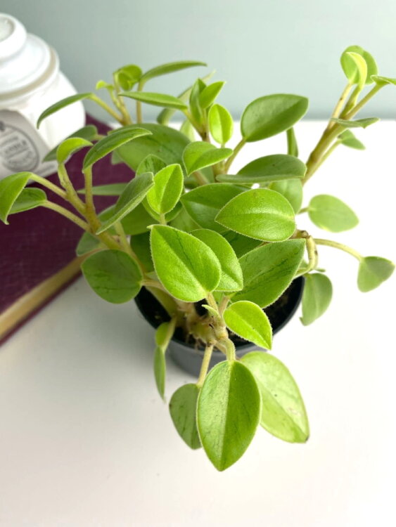 Пеперомия Пикси Лайм ⌀8  Пеперомия Пикси Лайм ⌀8