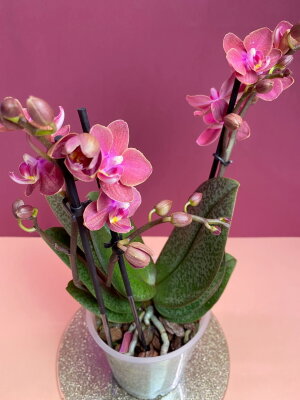 Орхидея Фаленопсис с пятнистыми листьями ярко-розовая
