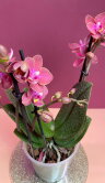 Орхидея Фаленопсис с пятнистыми листьями ярко-розовая 