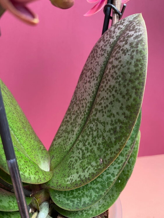 Орхидея Фаленопсис с пятнистыми листьями ярко-розовая 