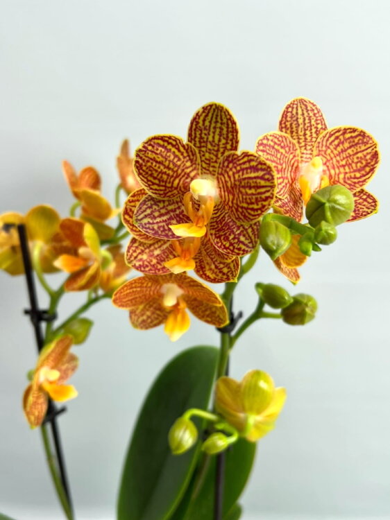 Орхидея Фаленопсис Индиан Саммер 