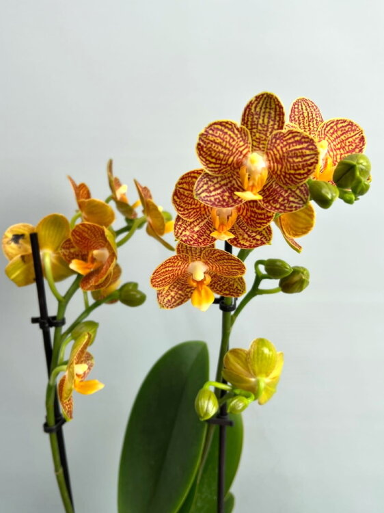 Орхидея Фаленопсис Индиан Саммер 