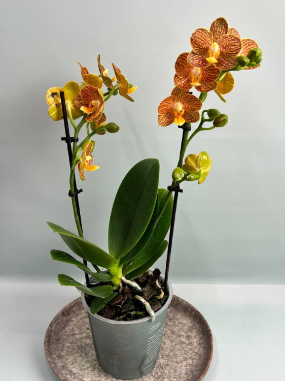 Орхидея Фаленопсис Индиан Саммер 