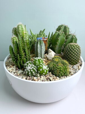 Композиция из кактусов в белой керамике большая