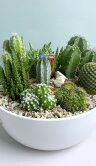 Композиция из кактусов в белой керамике большая 