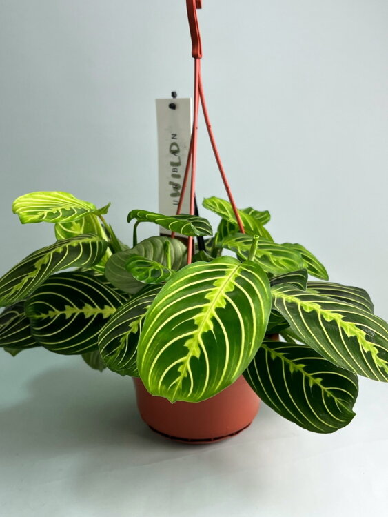 Маранта Лемон Лайм подвесная ⌀14 25 см 