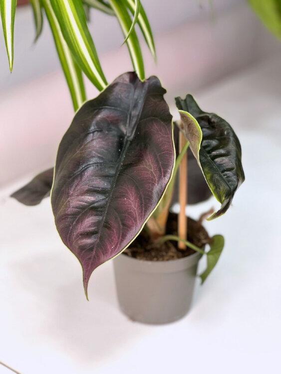 Алоказия Азлани ⌀10 20 см 