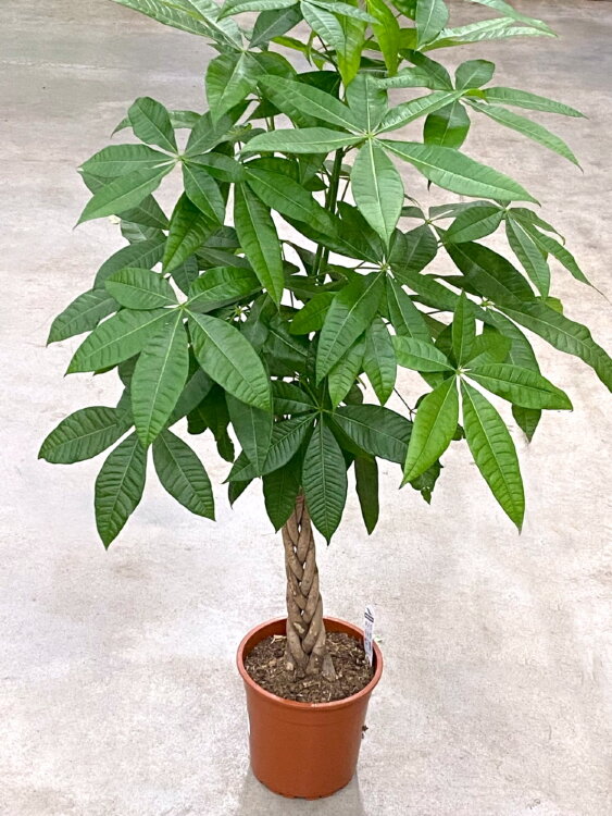 Пахира переплетенная ⌀24 130 см 