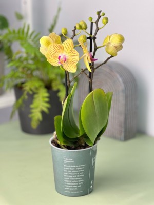 Орхидея Фаленопсис мини Лима ⌀9 35 см