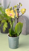 Орхидея Фаленопсис мини Лима ⌀9 35 см 