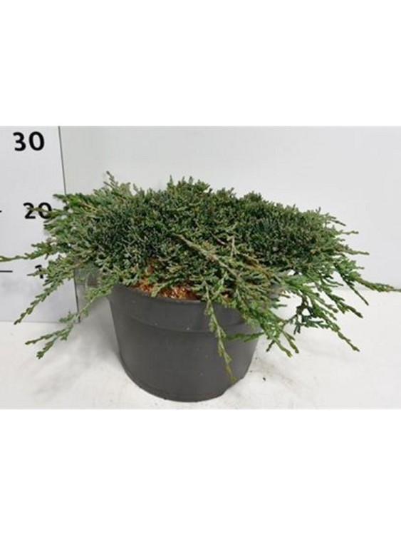 Можжевельник Горизонтальный Айс Блю 