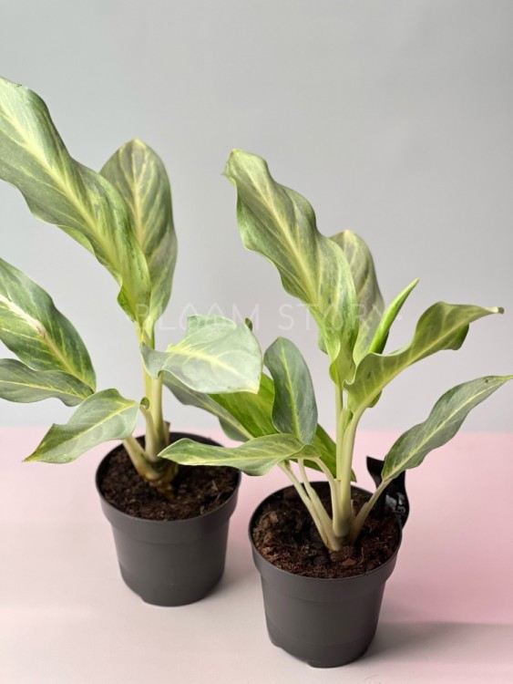 Аглаонема Аква Грин ⌀12 35 см 