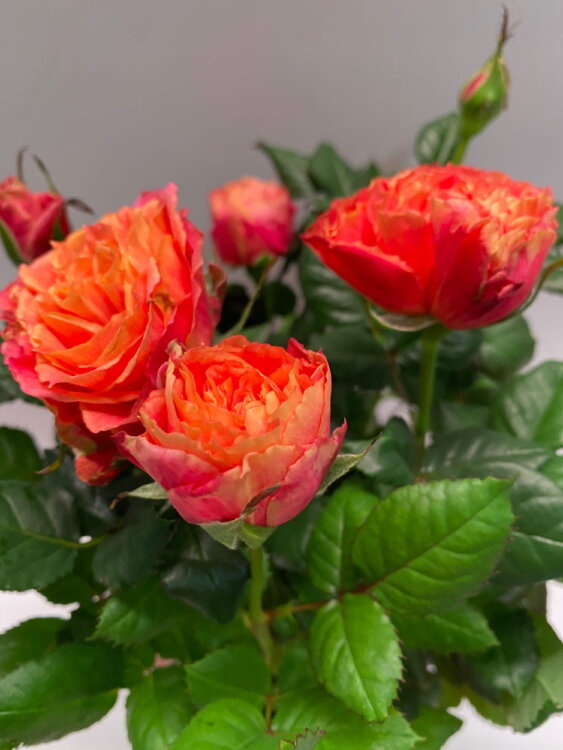 Роза Патио Хит Ленора 