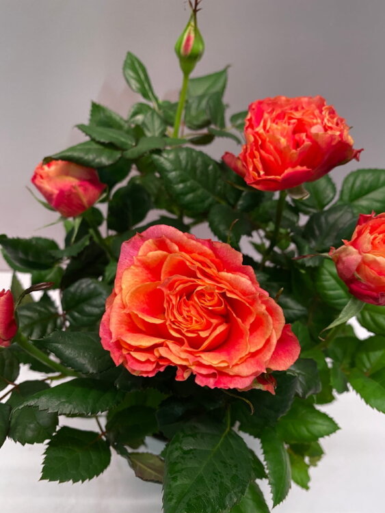 Роза Патио Хит Ленора 