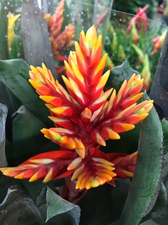 Вриезия Давина ⌀12 50 см 