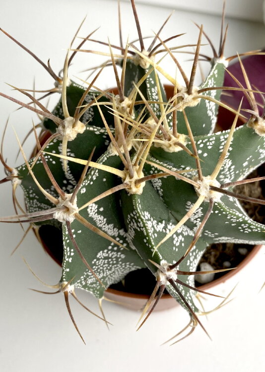 Астрофитум Орнатум