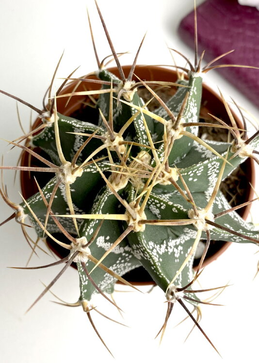 Астрофитум Орнатум