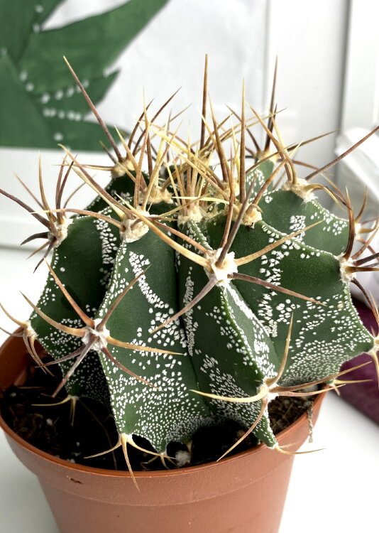 Астрофитум Орнатум