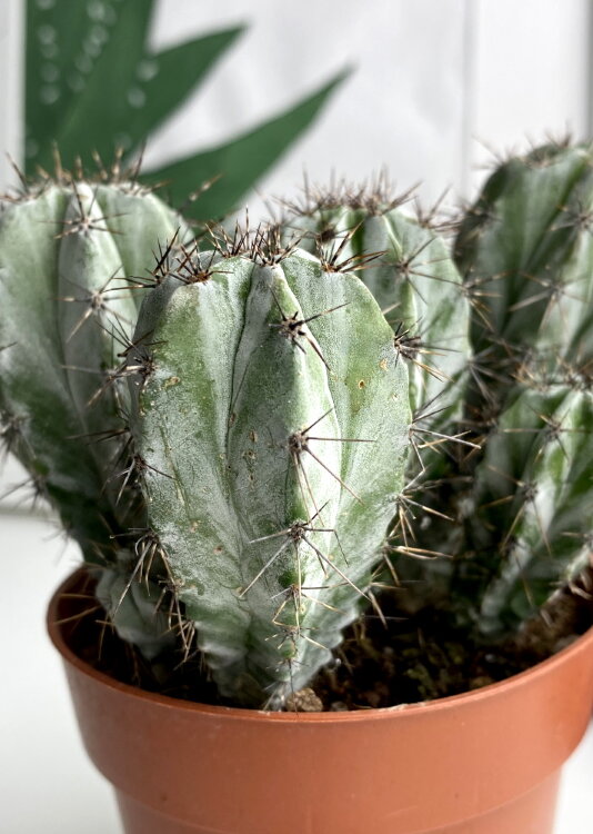 Полаския Чичипе ⌀10 